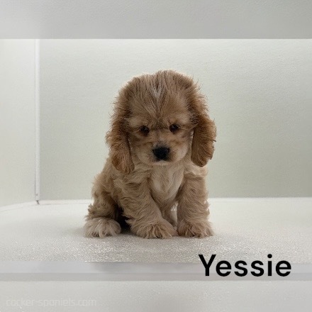 puppy, for, sale, Cocker Spaniel, Joe & Cherri  Overlease, dog, breeder, Miller, MO, dog-breeder, puppy-for-sale, forsale, nearby, find, puppyfind, locator, puppylocator, aca